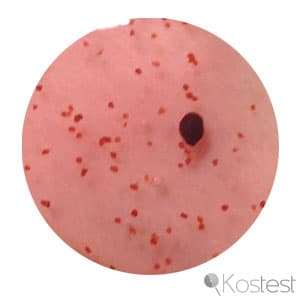 Texture gel douche gommant framboise Yves Rocher